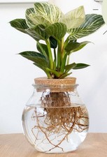 Glass Hydroponic Plant Pot